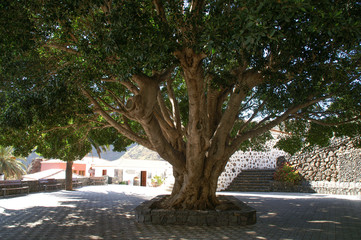 uralter Olivenbaum