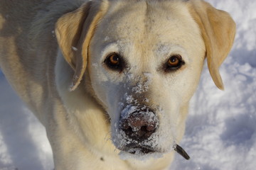 Labrador mit Schnee auf der Nase