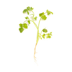 coriander isolated on white background