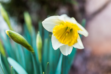 Fototapeta premium One open white and yellow daffodil with closed bulbs