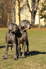 Two Great Dane purebred dogs