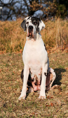 Great Dane purebred dog