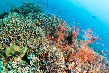 Healthy tropical coral reef