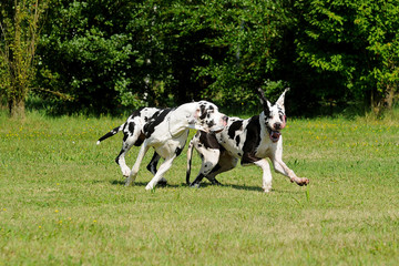 Two Great Dane purebred dogs