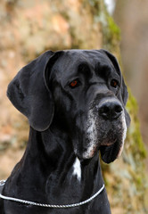 Great Dane purebred dog