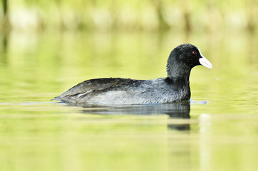 Eurasian Coot (Fulica atra)