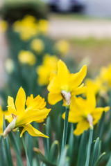 Fototapeta premium Many yellow daffodils viewed from behind with green leaves