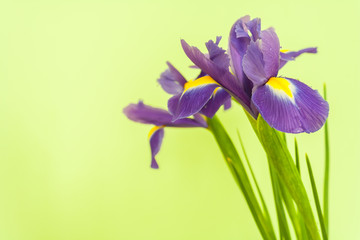 Spring flower frame made from iris