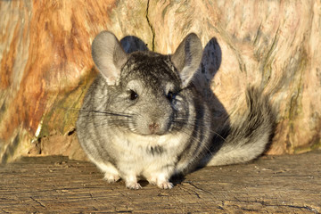 Gray Chinchilla on a wood background outdoor