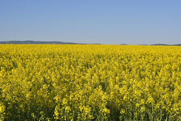 Rapeseed field, Blooming canola flowers close up. Rape on the field in summer. Bright Yellow rapeseed oil. Flowering rapeseed