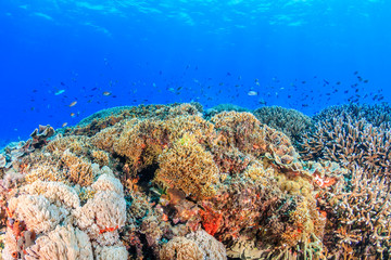 Tropical fish and colorful corals on a healthy, thriving coral reef