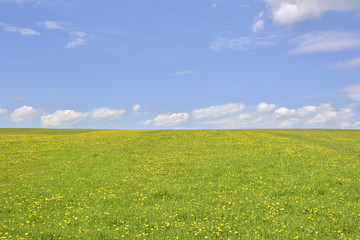 Obraz premium Dandelion on green field and blue sky