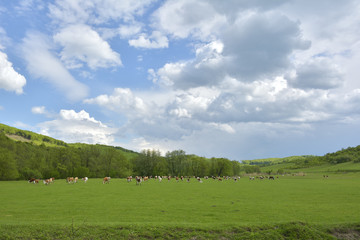Fototapeta na wymiar cows on field