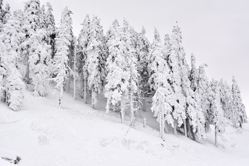 Winter landscape with fir trees forest covered by heavy snow in Postavaru mountain, Poiana Brasov resort, Romania.
