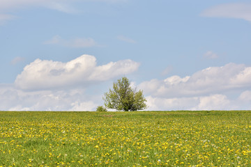 Obraz premium Dandelion on green field and blue sky
