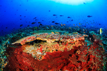 Fototapeta na wymiar Tropical fish and colorful corals on a healthy, thriving coral reef