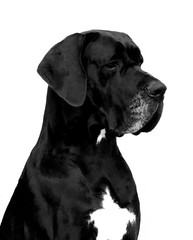 Great Dane purebred dog - obrazy, fototapety, plakaty