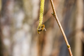 Pollination by bees earrings hazelnut. Flowering hazel hazelnut.