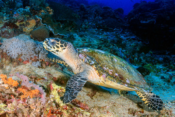 Fototapeta na wymiar Hawksbill Turtle and SCUBA divers on a tropical coral reef