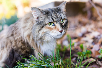 Closeup portrait of calico maine coon cat with green eyes