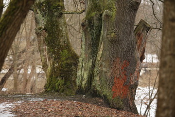 Старые деревья на берегу реки