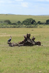 Vultures around elephant corpse in Kenya
