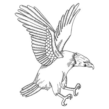 Eagle illustration 