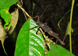 Large stick insect in a tropical rainforest at night