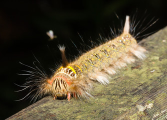 Hairy Caterpillar on a wooden board at night in the rainforest of Borneo