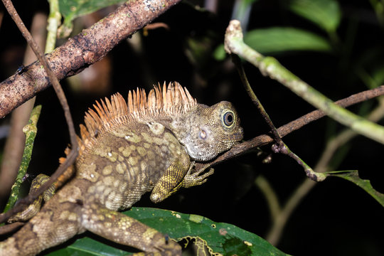 Chameleon in the jungle at night