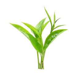 Green tea leaf isolated on white background