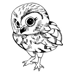 Owl illustration 