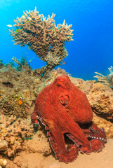 Big Red Octopus on a tropical coral reef in the red sea © whitcomberd