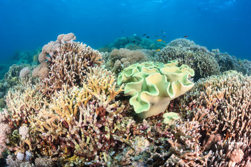 Naklejka na ściany i meble Hard corals and tropical fish around a healthy coral reef