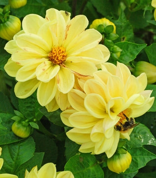 Yellow Dahlia flowers in garden with bee