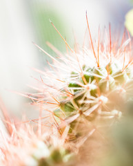 Sharp long cactus with spikes in soft sunlight