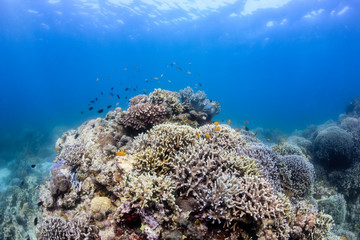 Fototapeta na wymiar Healthy, colorful tropical coral reef