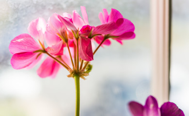 Macro closeup of pink pelargonium flowers against window