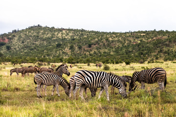 Fototapeta na wymiar Pilanesburg National Park, South Africa