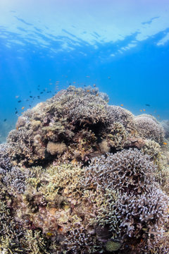 Fish around a healthy, shallow tropical coral reef