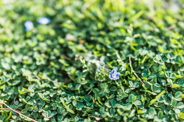Macro closeup of blue corn speedwell flower