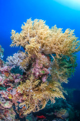 Naklejka na ściany i meble Colorful soft corals on a tropical coral reef
