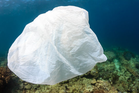 Plastic bag on a coral reef