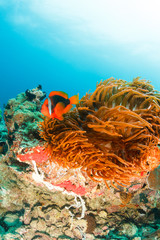 Tomato Clownfish on a tropical coral reef
