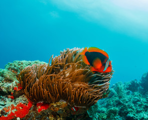 Fototapeta na wymiar Tomato Clownfish on a tropical coral reef