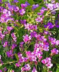 Obraz na płótnie Canvas Purple lobelia flowers