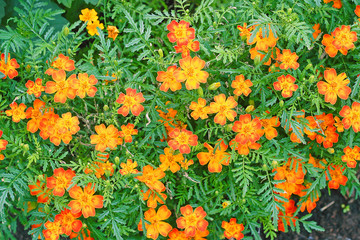 Blooming Orange Marigolds (Tagetes) flowerbed