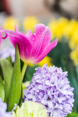 Open pink tulip bouquet with blue purple hyacinth flowers and water drops