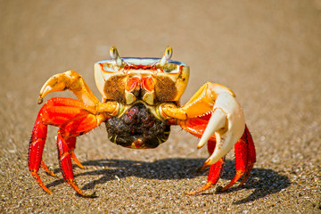 Crab colorful