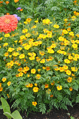 Obraz premium Blooming Yellow Marigolds (Tagetes) flowerbed